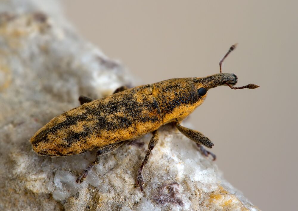 Lixus fasciculatus