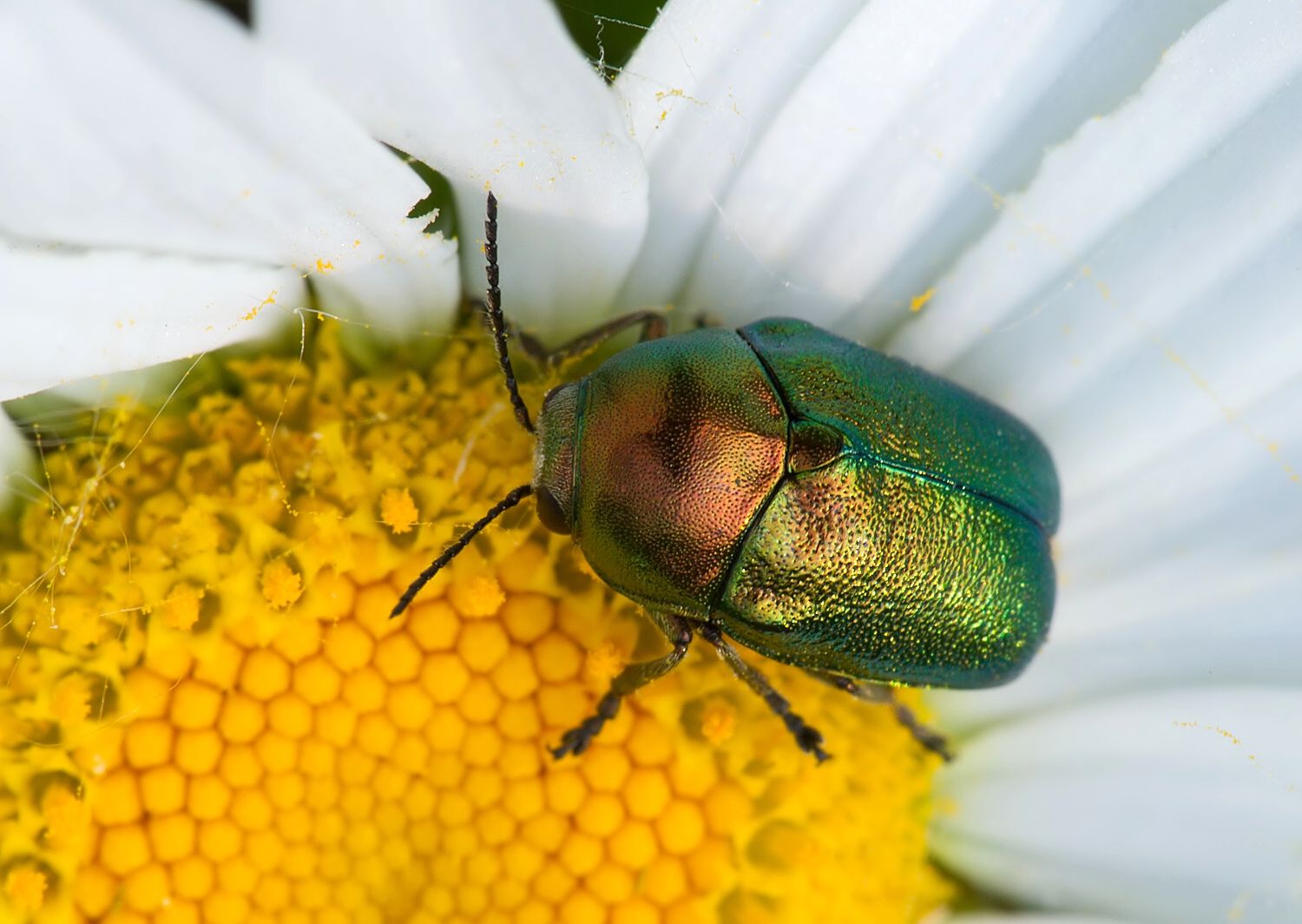 Cryptocephalus sericeus
