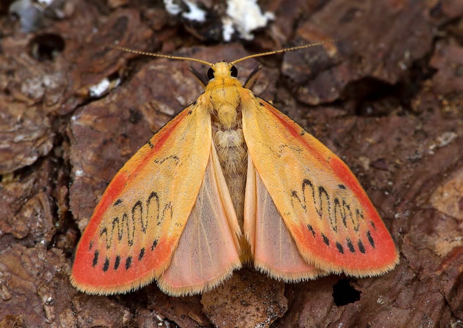 Miltochrista miniata