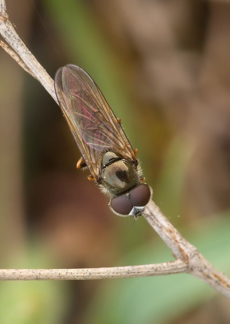 Paragus tibialis