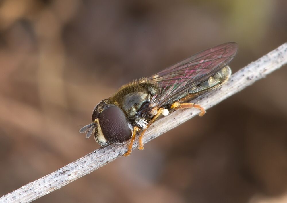 Paragus tibialis