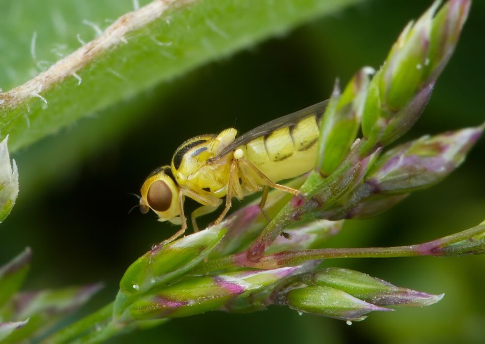 Chlorops pumilionis