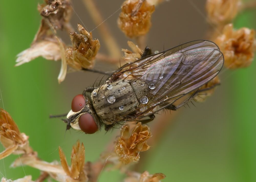 Leucophora obtusa