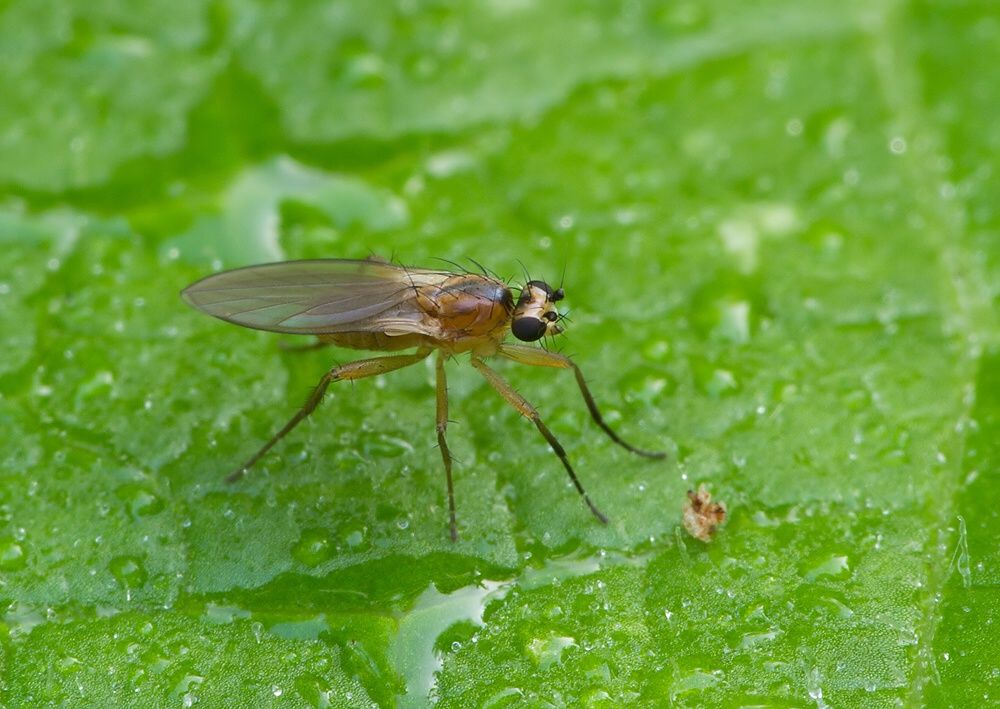 Lonchoptera tristis