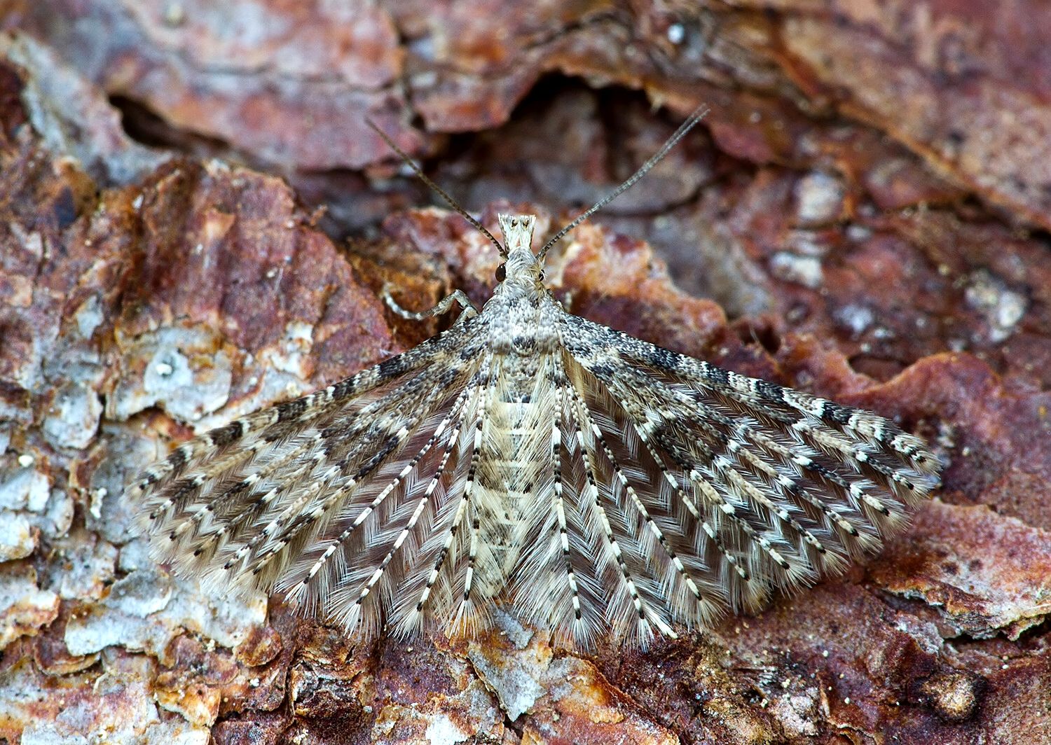 Alucita desmodactyla cf.