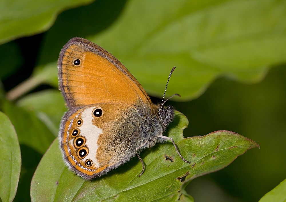 Coenonympha arcania