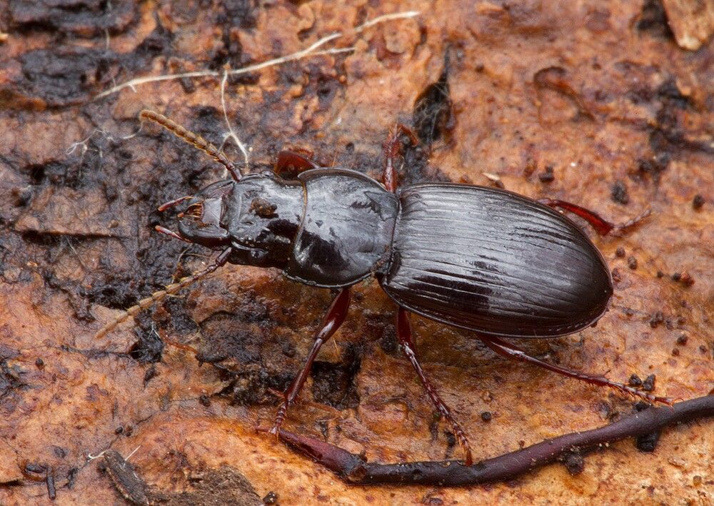 Molops piceus