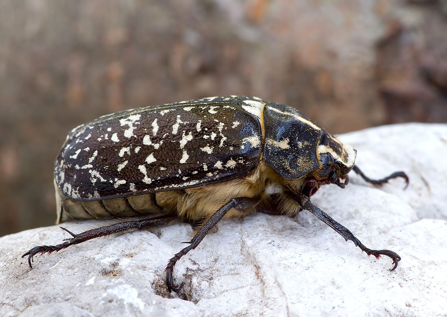 Polyphylla fullo