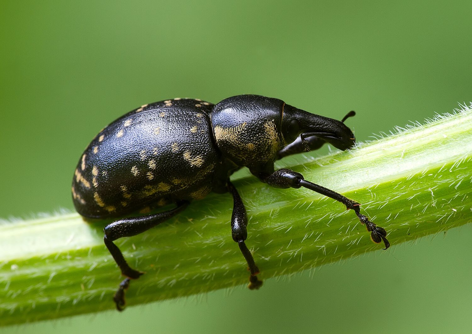 Liparus glabrirostris