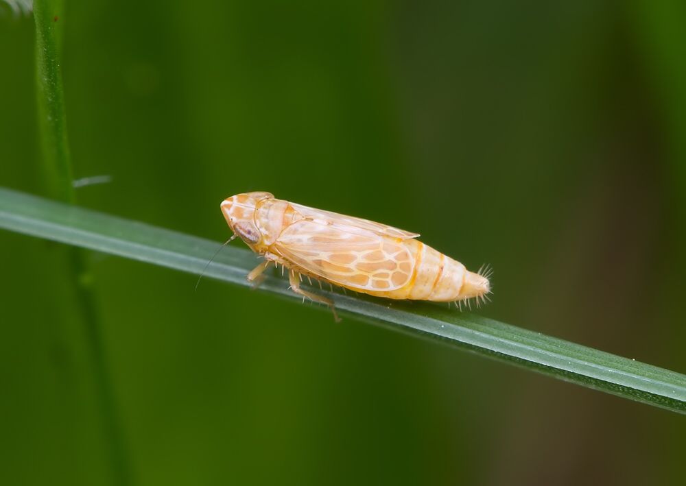 Jassargus pseudocellaris cf.