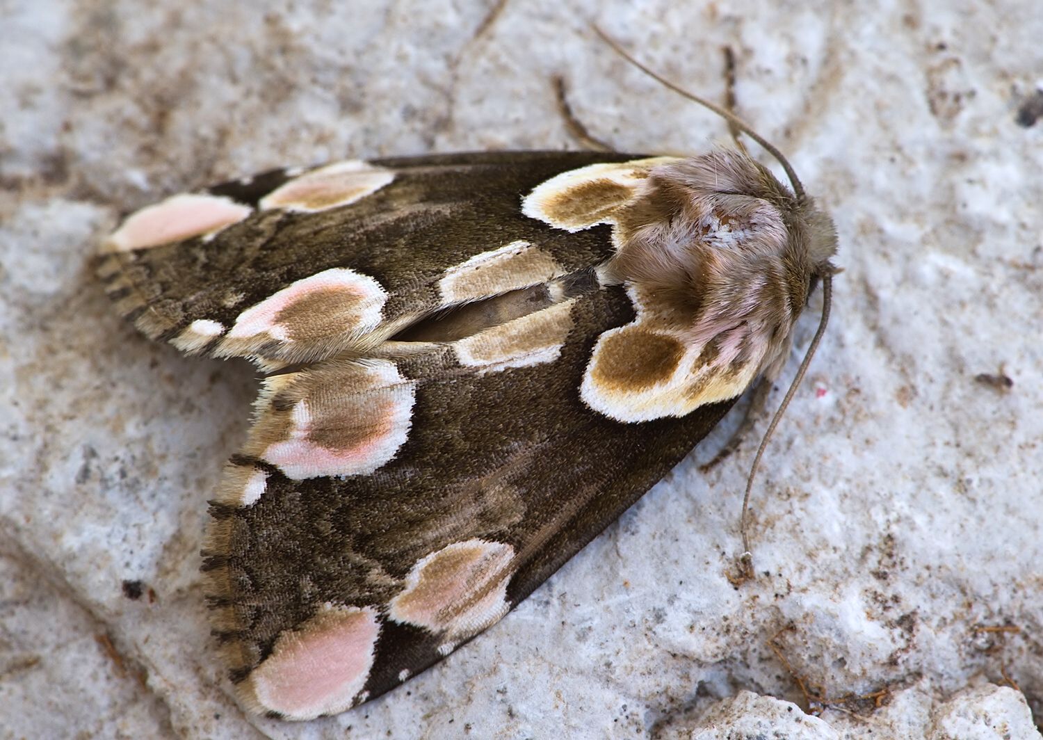 Thyatira batis