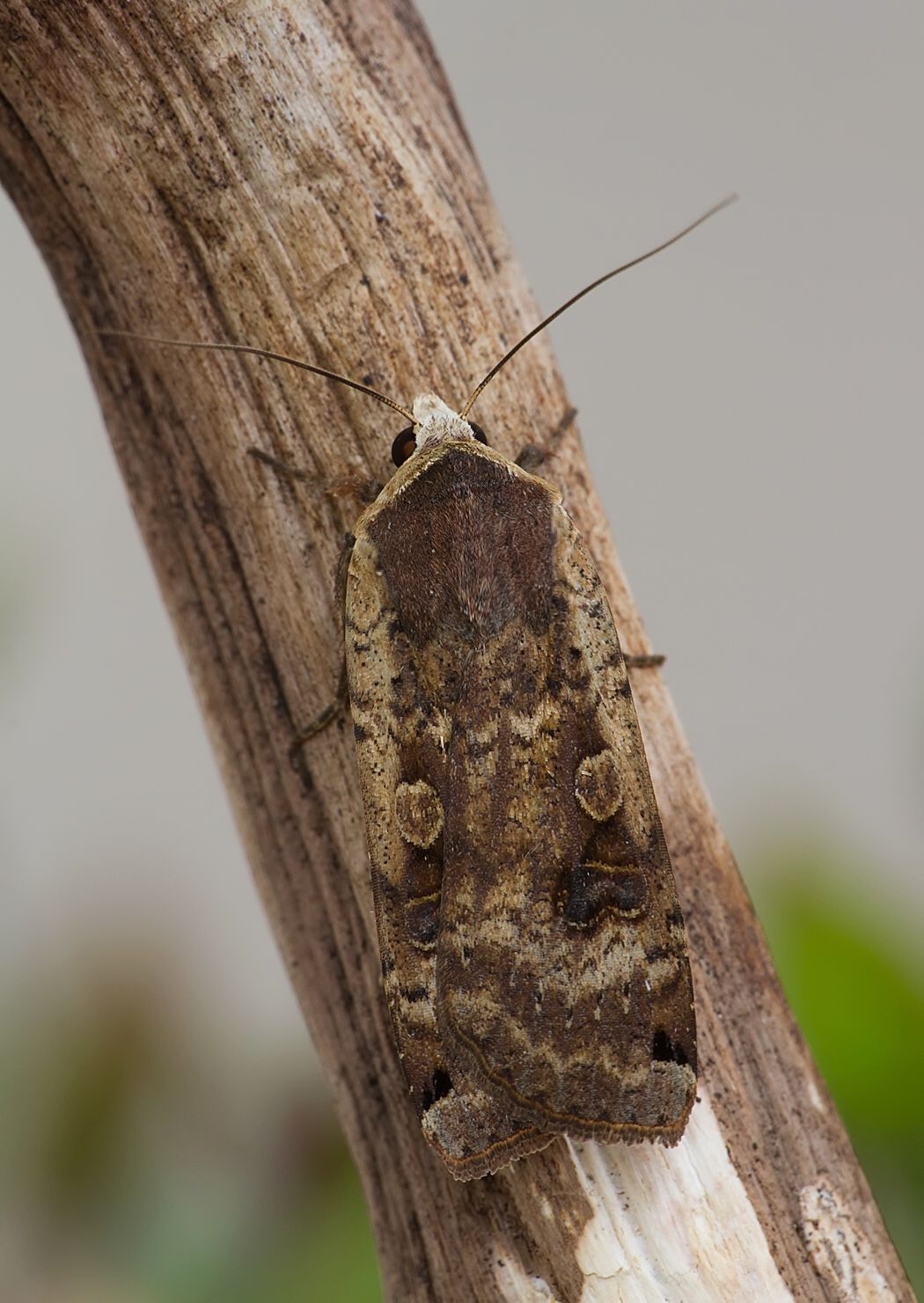 Noctua pronuba