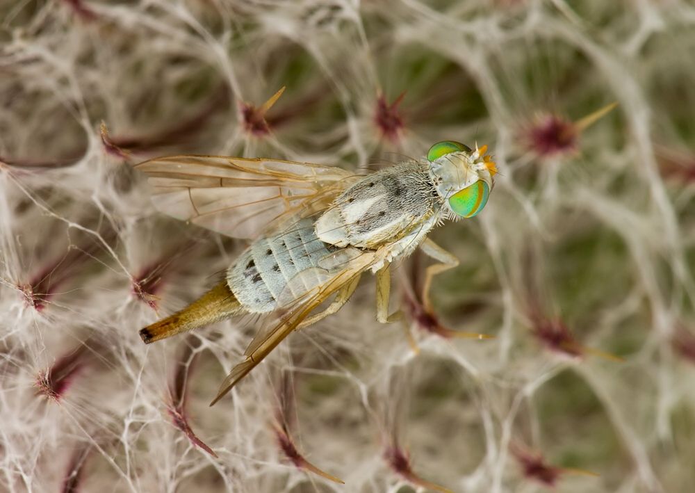 Terellia longicauda