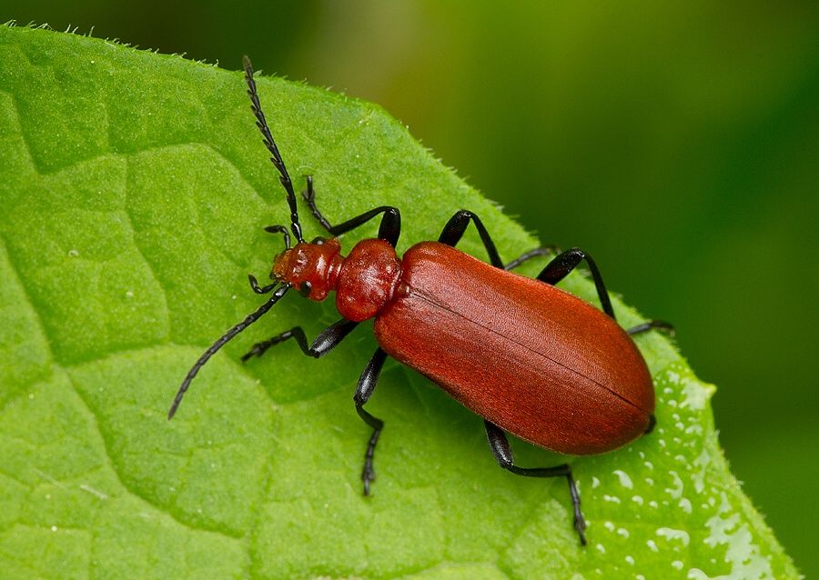 Pyrochroa serraticornis