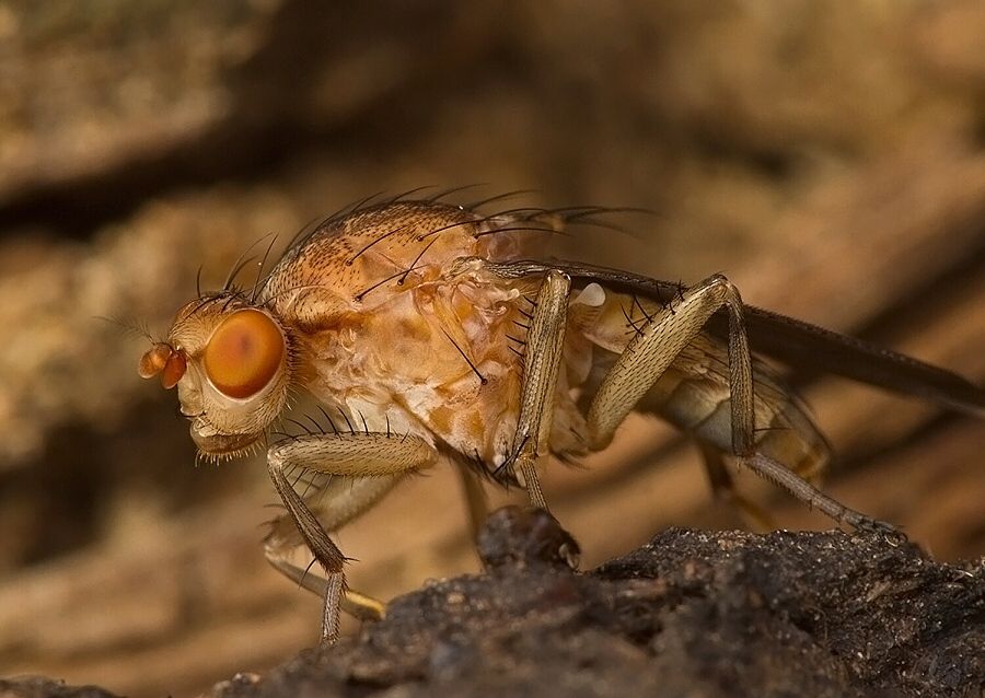 Suillia affinis