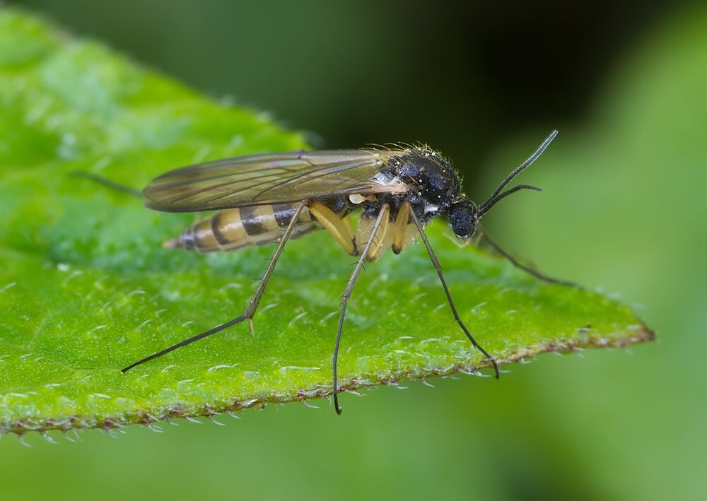 Synapha fasciata