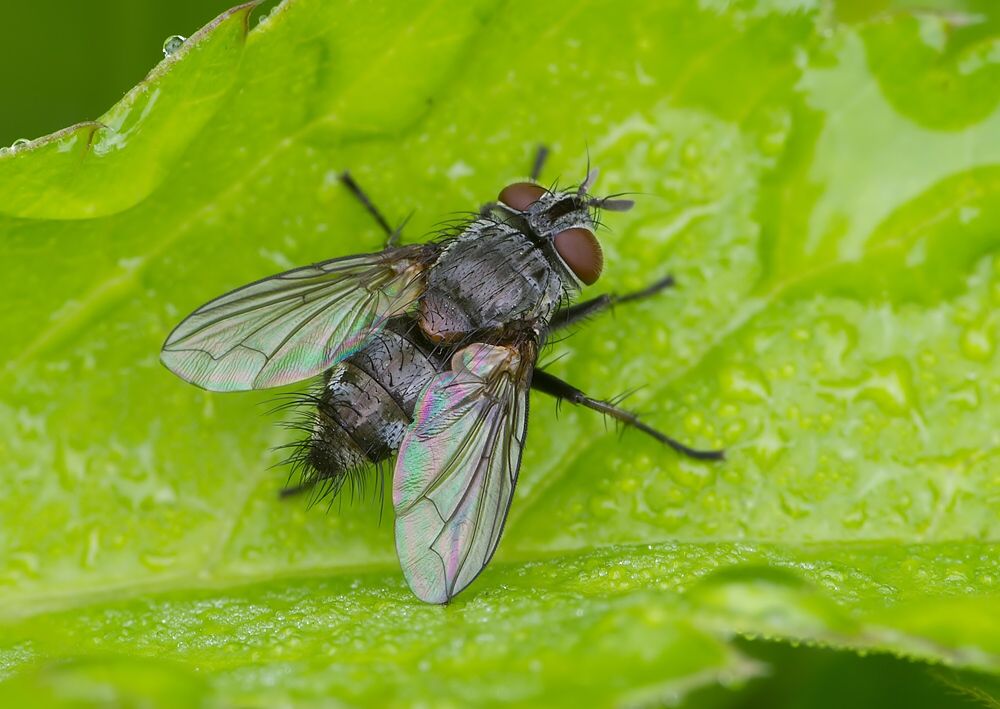 Blepharipa pratensis