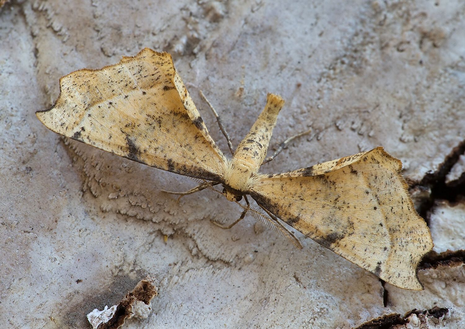 Artiora evonymaria