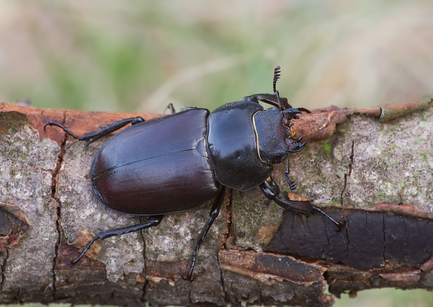 Lucanus cervus