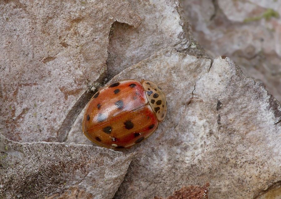 Harmonia quadripunctata