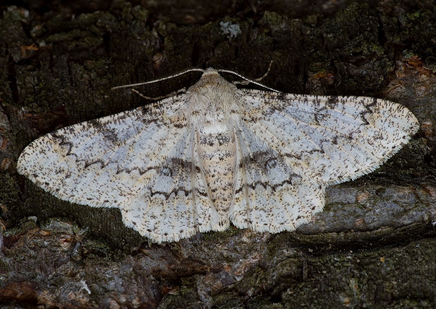 Ascotis selenaria