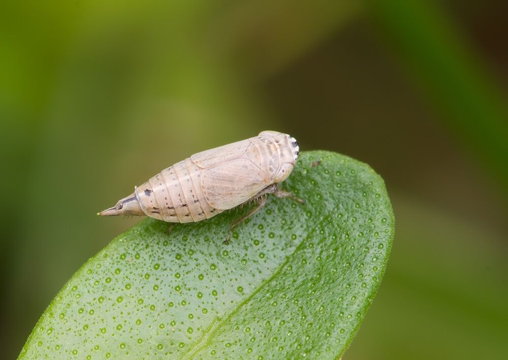 Doratura stylata