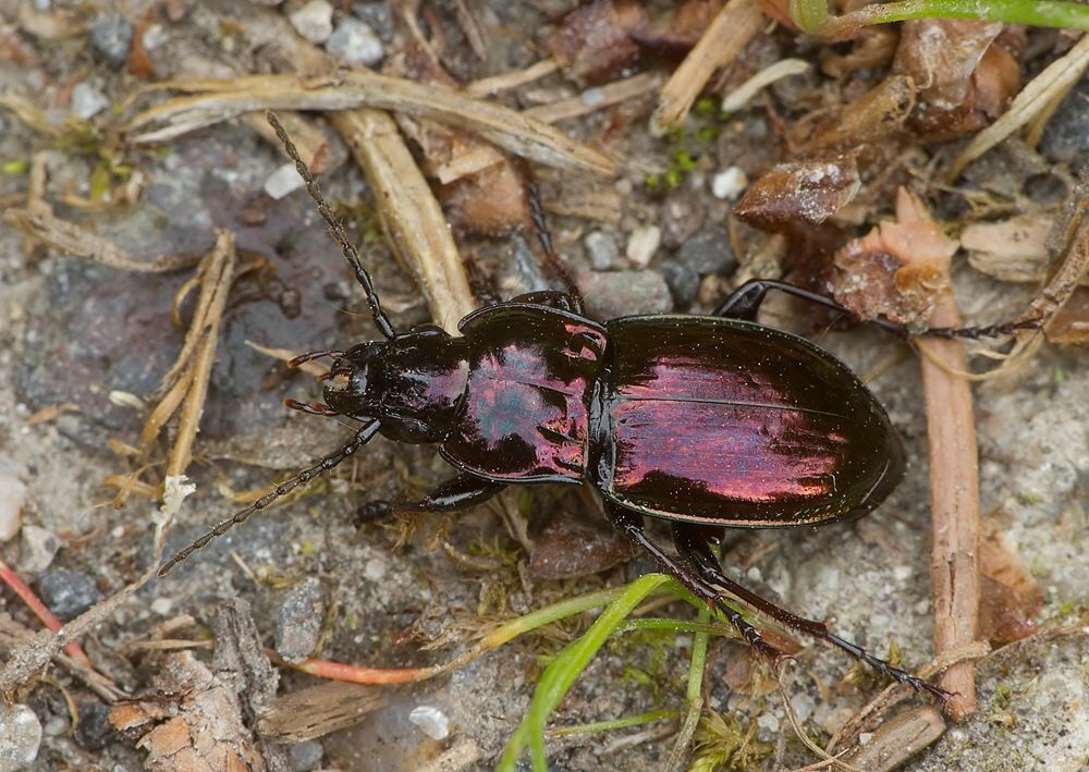 Pterostichus burmeisteri