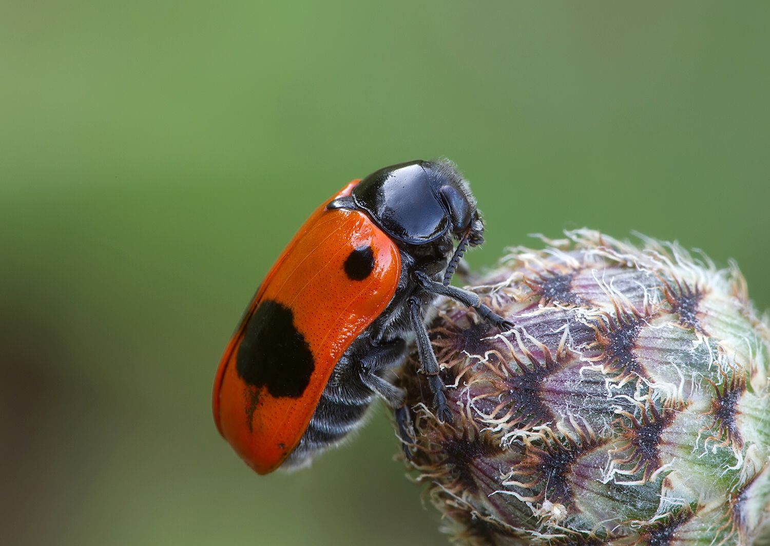 Clytra laeviuscula