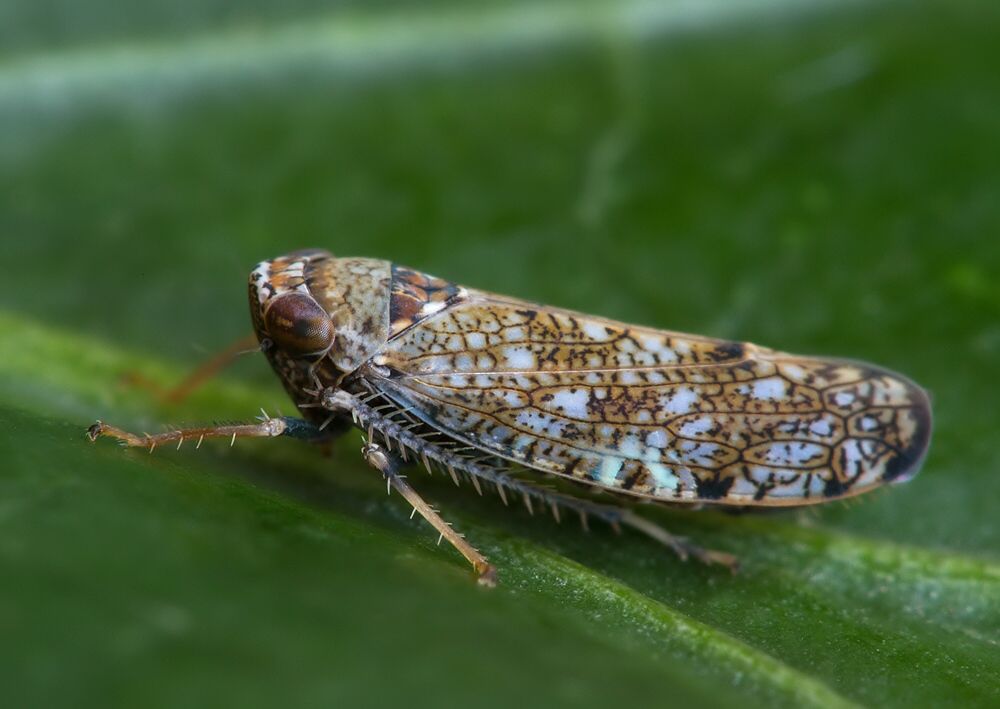 Orientus ishidae