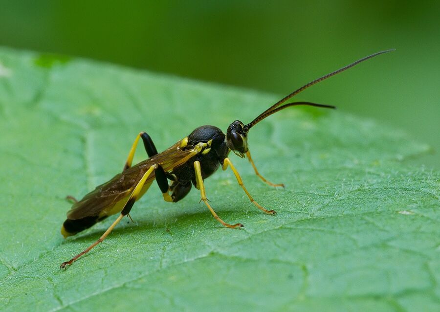 Ichneumon extensorius