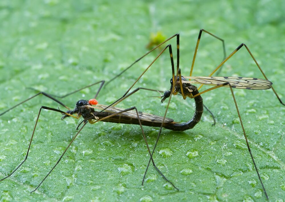 Limonia pannonica