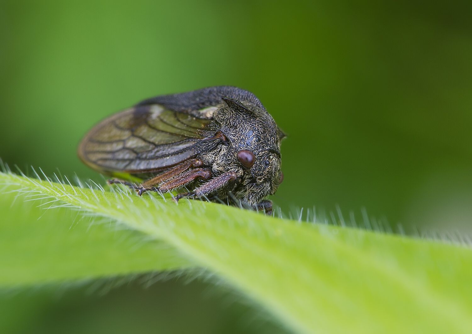 Centrotus cornutus