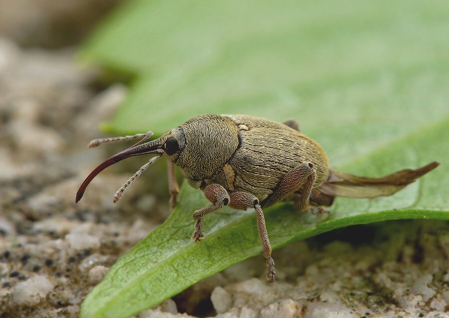 Curculio nucum