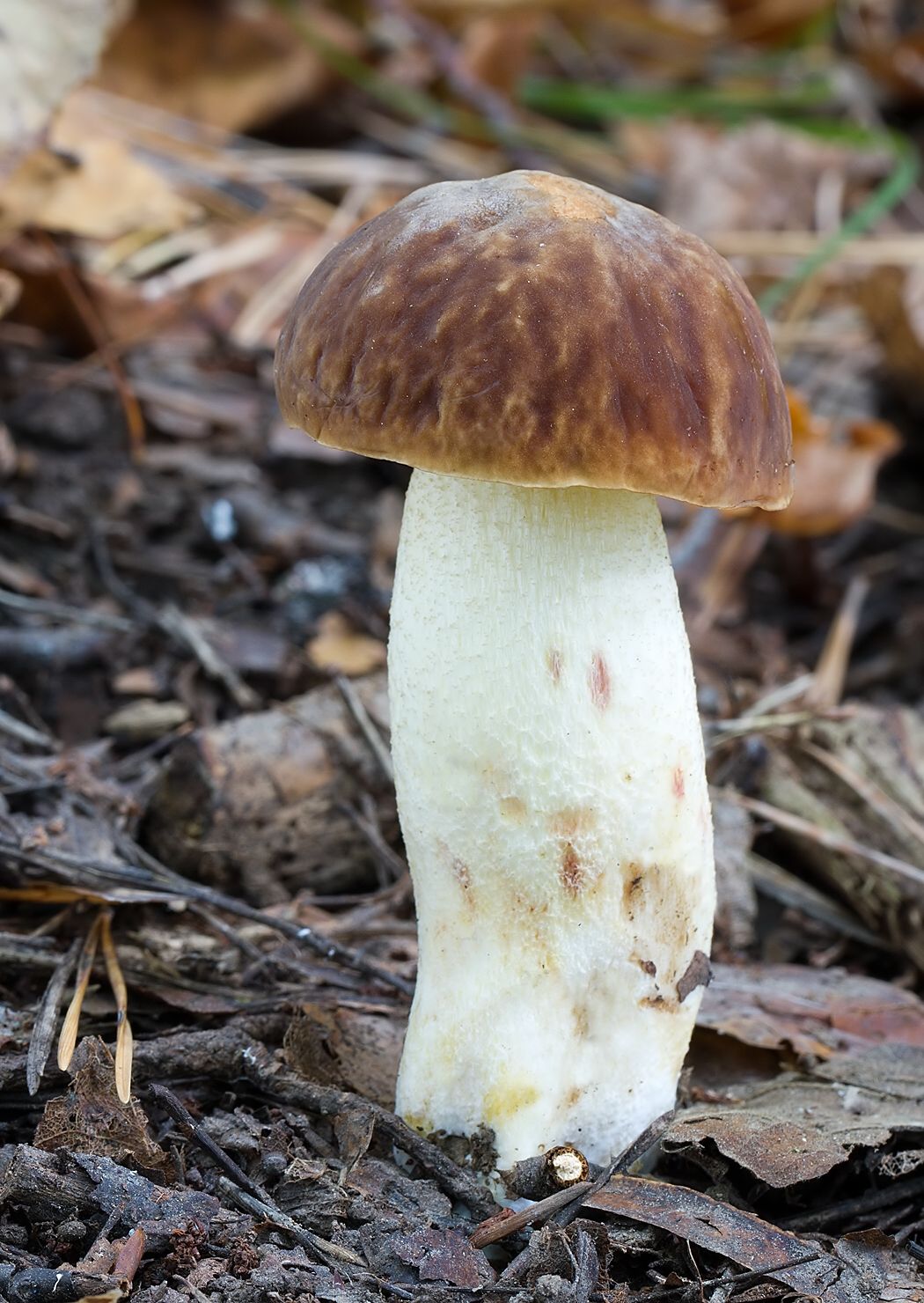 Hemileccinum depilatum
