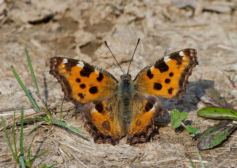 Nymphalis polychloros