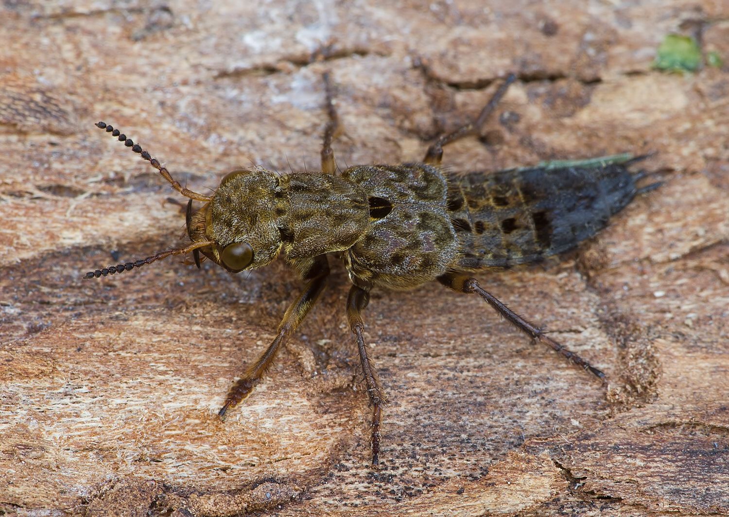 Ontholestes tessellatus