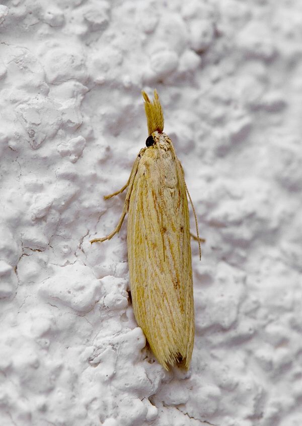 Ematheudes punctella