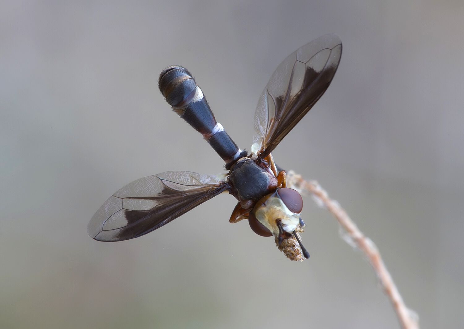 Physocephala pusilla