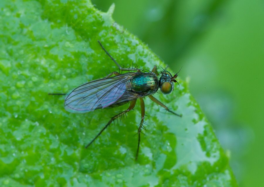 Dolichopus nitidus