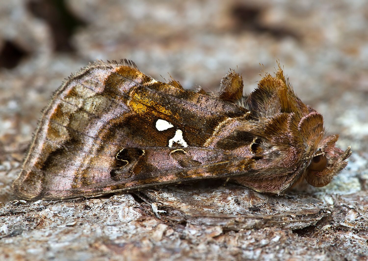Autographa pulchrina