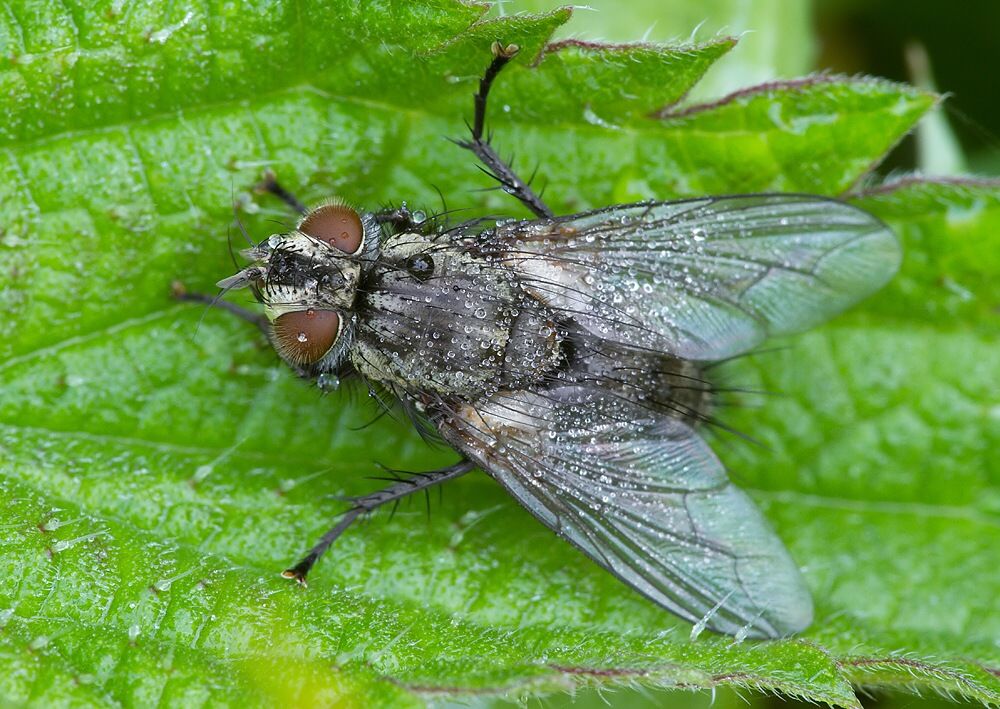 Phryxe heraclei cf.