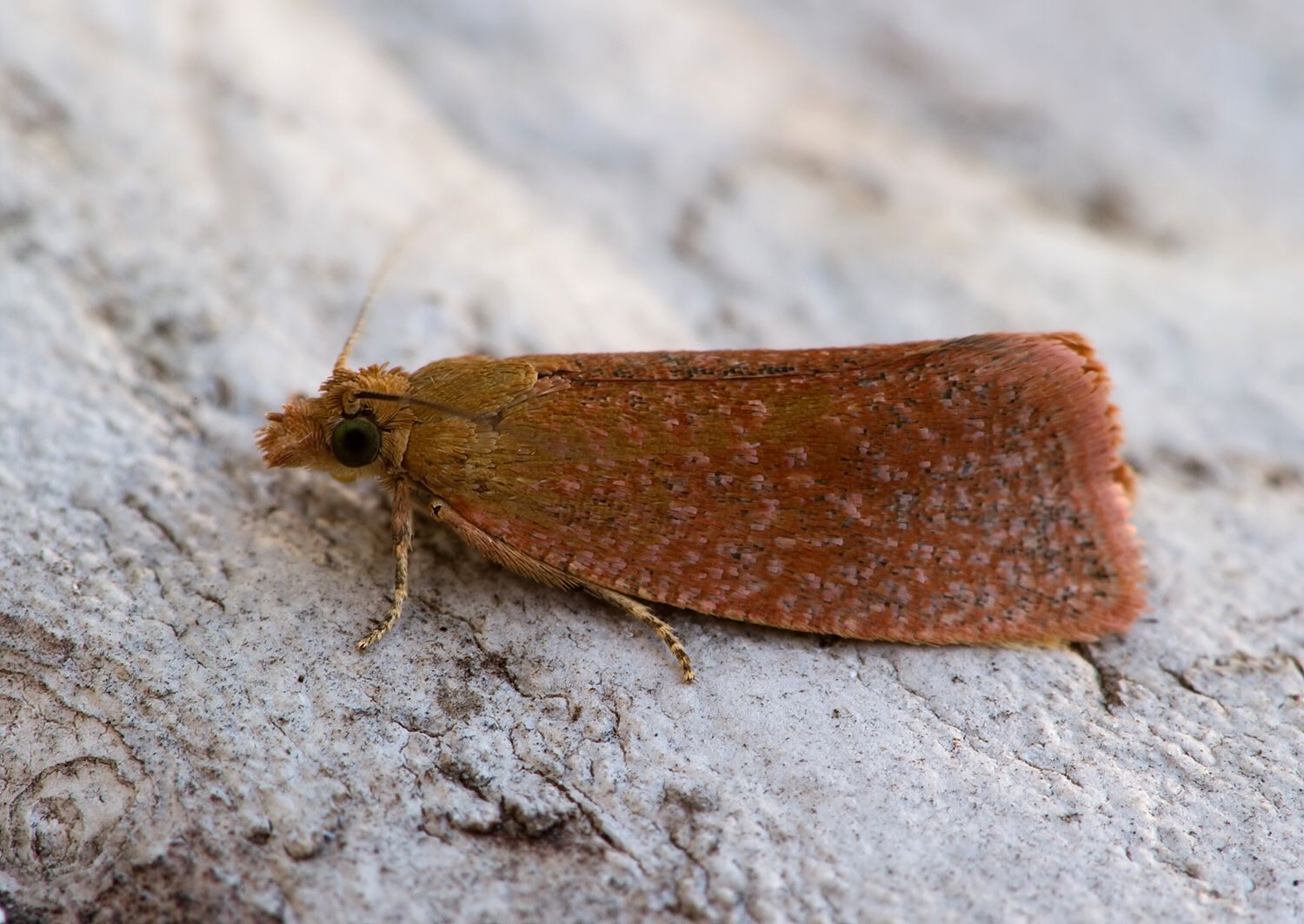 Celypha rufana