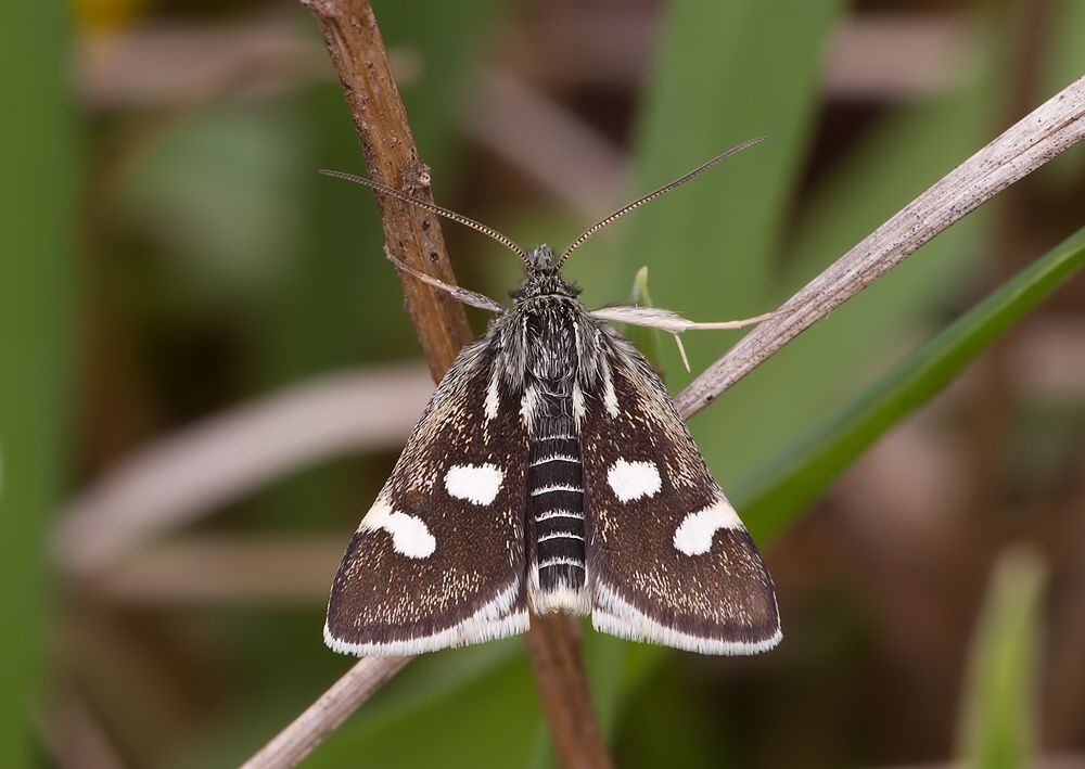 Eurrhypis pollinalis