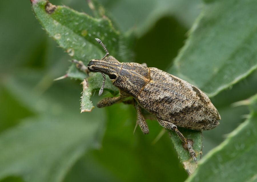 Cleonis pigra