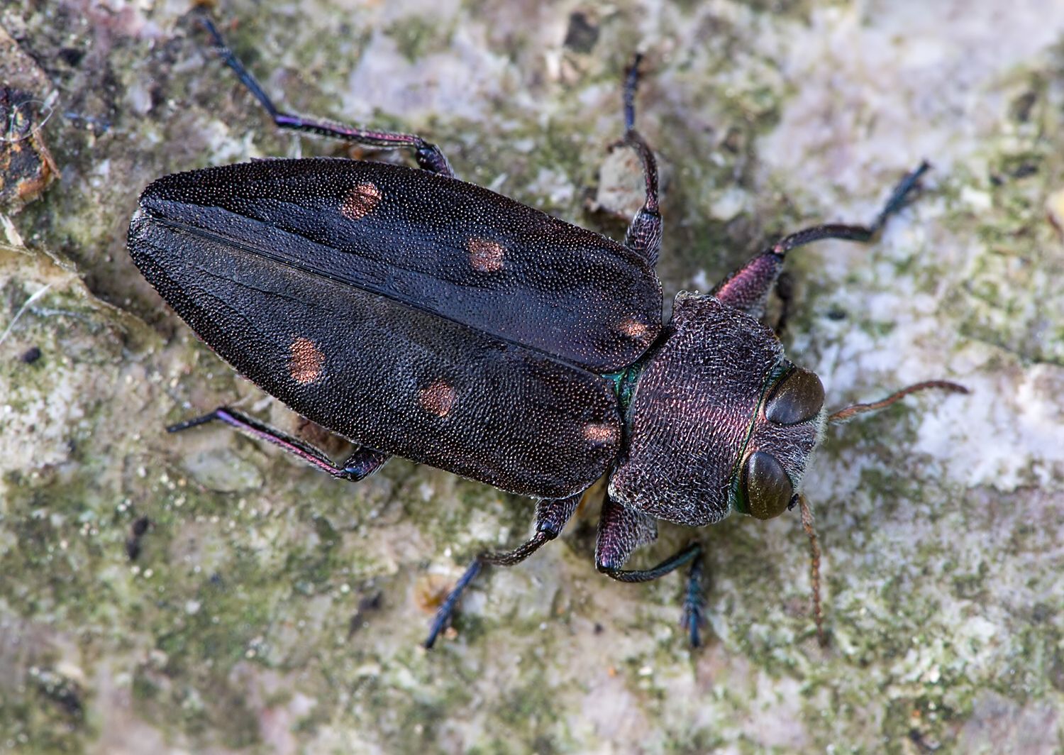 Chrysobothris affinis