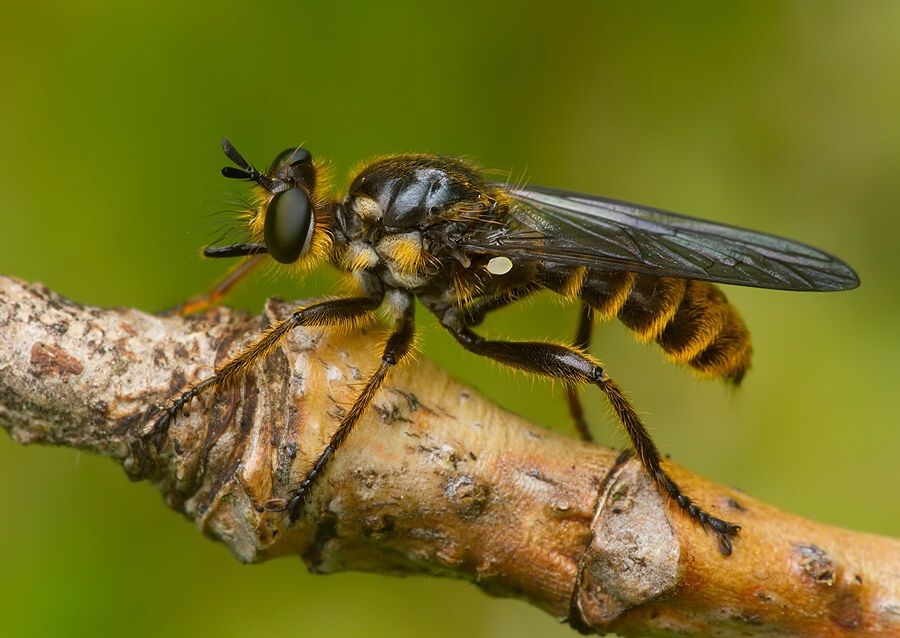 Choerades fimbriata