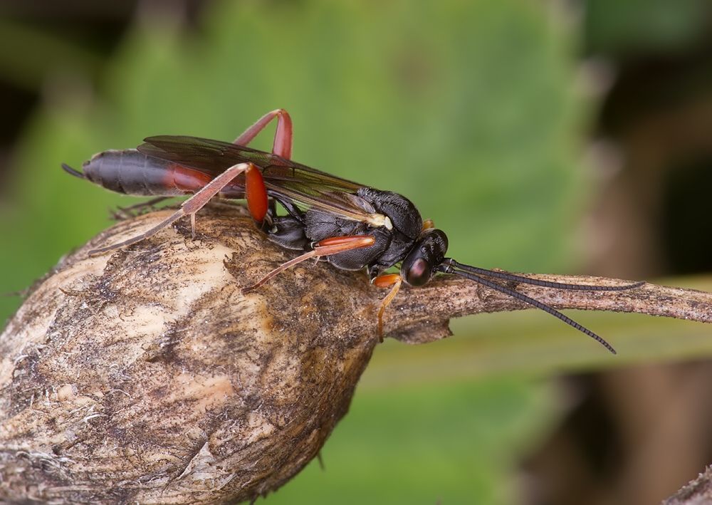 Casinaria nigripes cf.