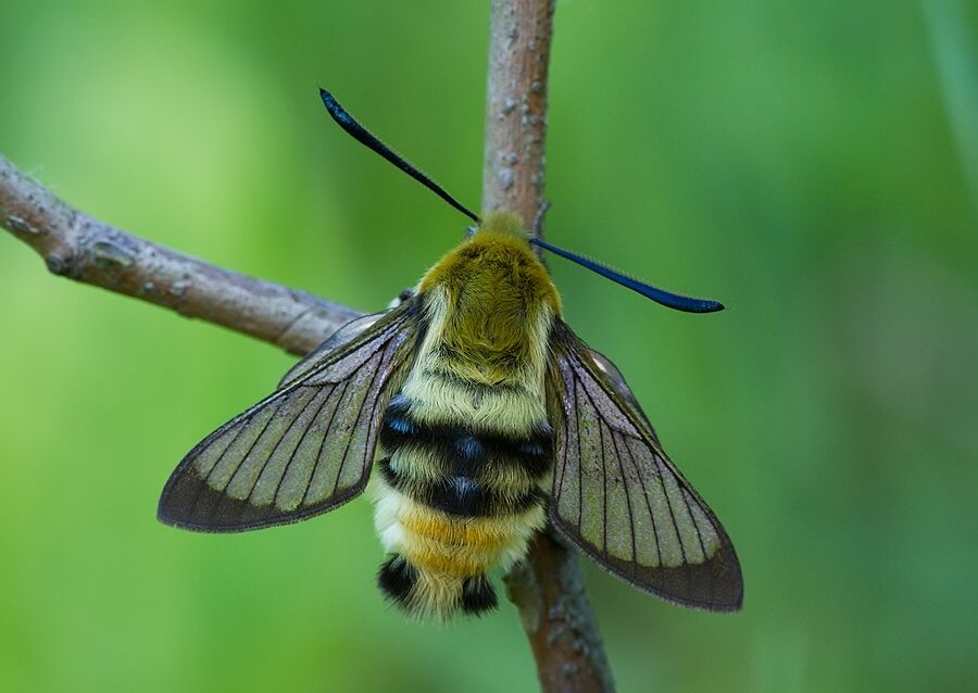 Hemaris tityus
