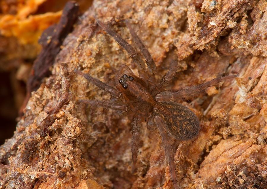 Trochosa sp.