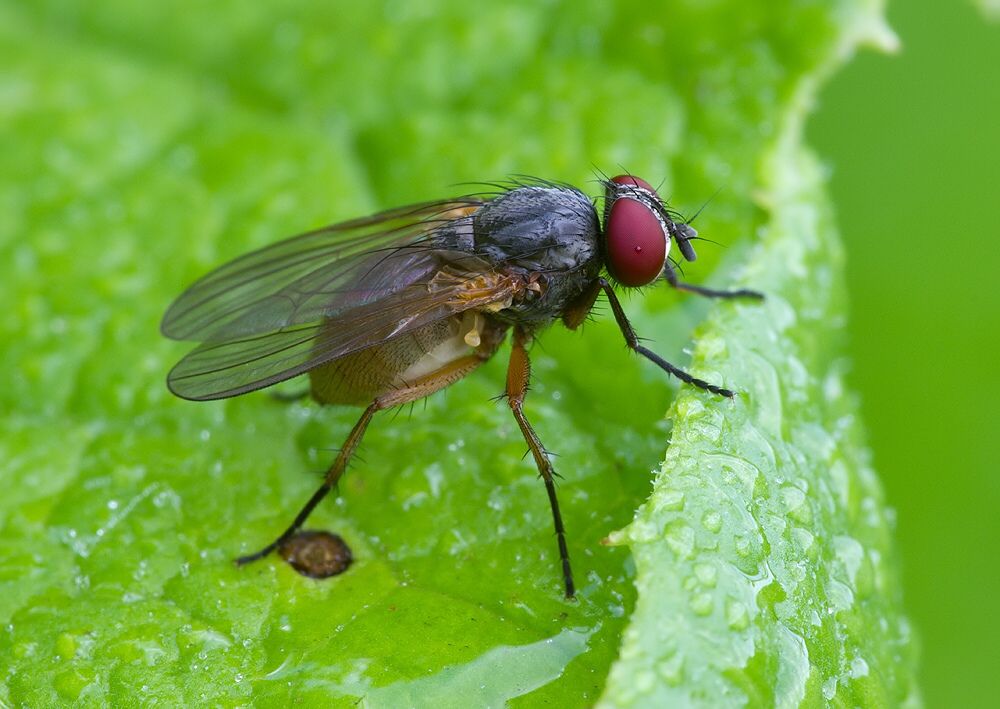 Mycophaga testacea